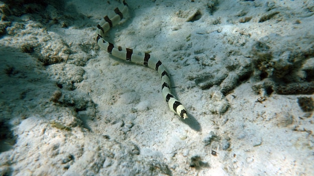 Colorful Tropical Fish Near The Coral Reef, Amazingly Beautiful Underwater Shot .