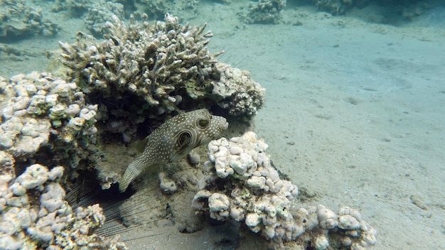 サンゴ礁の近くのカラフルな熱帯魚 驚くほど美しい水中ショット