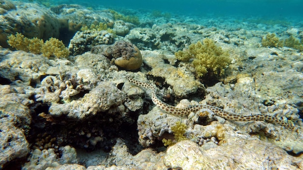 산호초 근처의 다채로운 열대어 놀랍도록 아름다운 수중 촬영