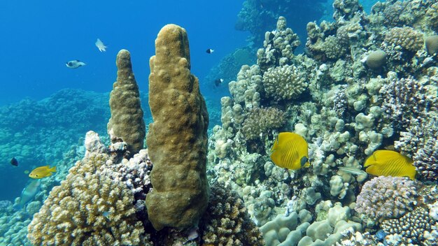 サンゴ礁の近くのカラフルな熱帯魚 驚くほど美しい水中ショット