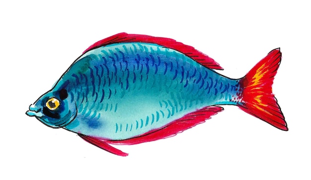 Colorful tropical fish on white background. Ink and watercolor drawing