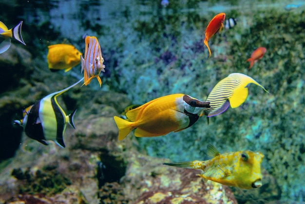 水族館の水中のカラフルな熱帯魚やサンゴ