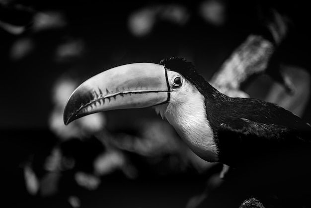 Красочный тукан в вольере. Портрет птицы, дикая природа, голова животного с глазами на размытом тропическом фоне