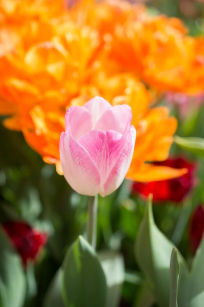 庭に咲く色とりどりのチューリップの花