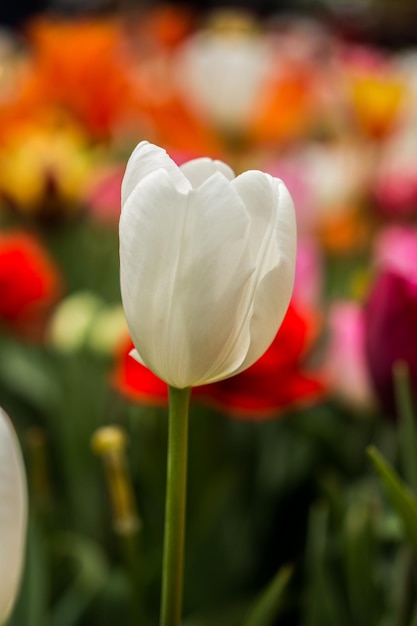 庭に咲く色とりどりのチューリップの花