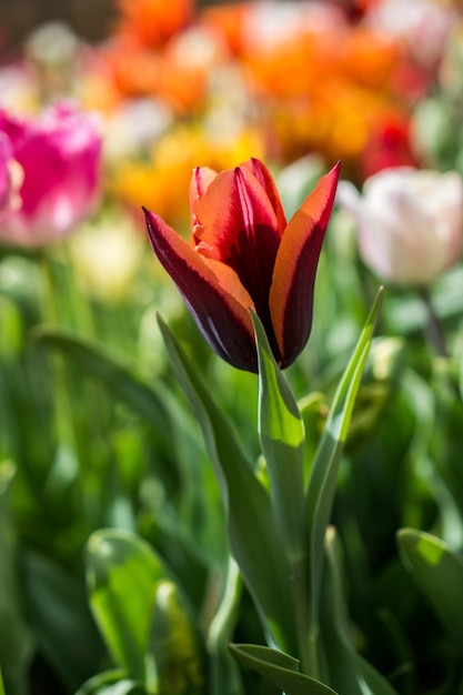 Colorful tulip flower bloom in the garden