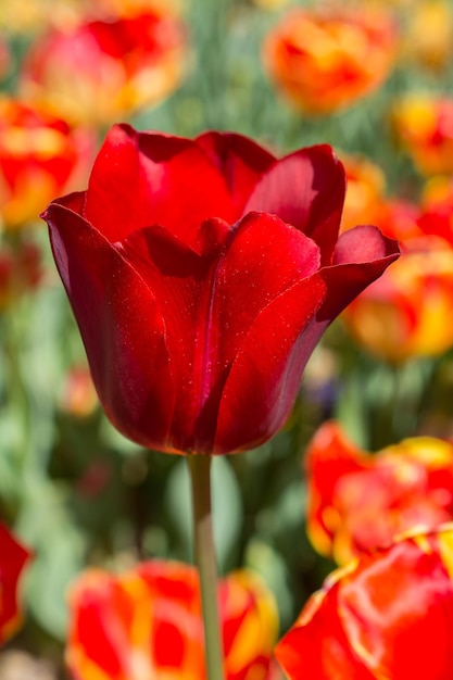 庭に咲く色とりどりのチューリップの花