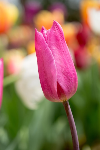 Colorful tulip flower bloom in the garden