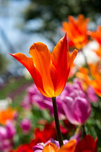 庭に咲く色とりどりのチューリップの花