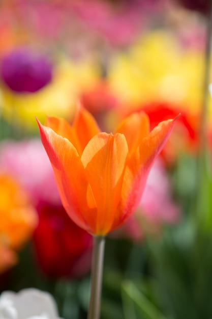 Colorful tulip flower bloom in the garden