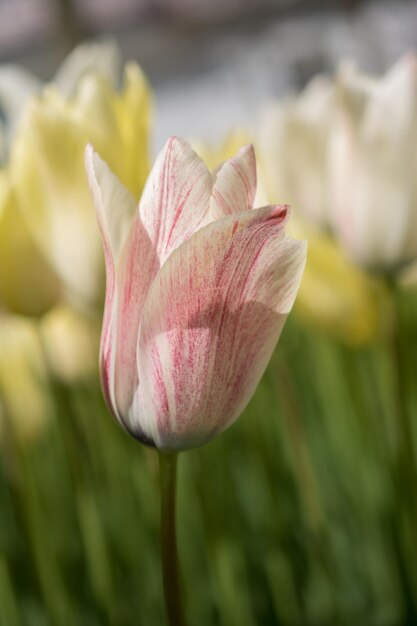 Colorful tulip flower bloom in the garden