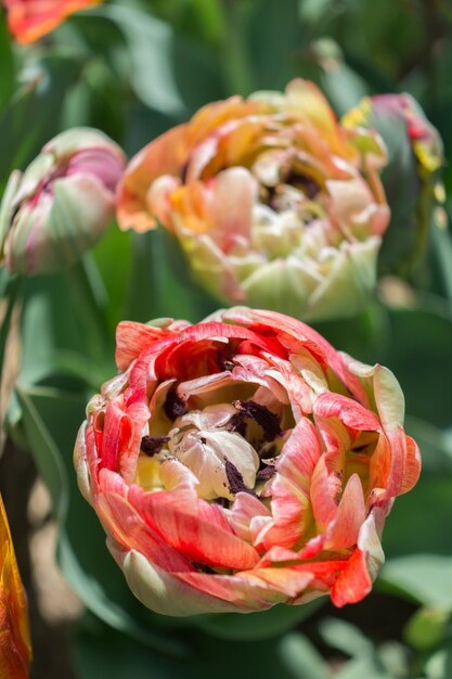 Photo colorful tulip flower bloom in the garden