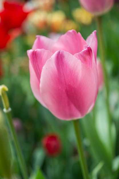 庭に色とりどりのチューリップの花がいています