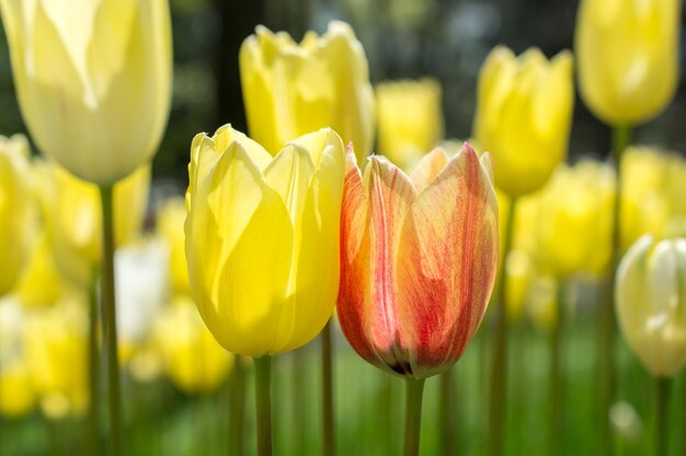 Colorful tulip flower bloom in the garden