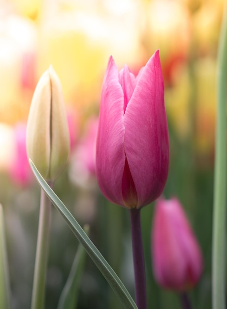 Colorful tulip flower bloom in the garden