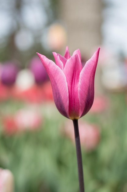 庭に咲く色とりどりのチューリップの花