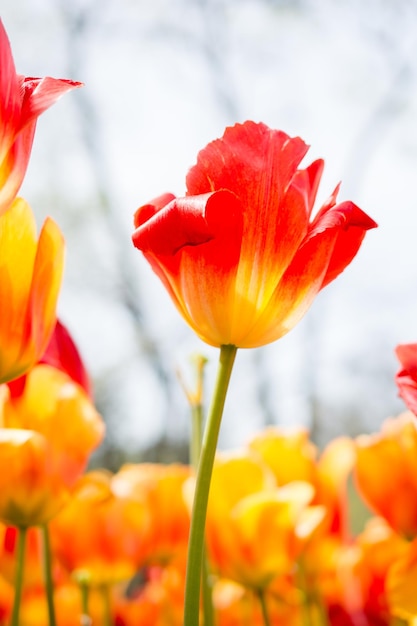 Colorful tulip flower bloom in the garden