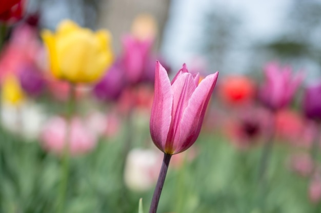 庭に咲く色とりどりのチューリップの花