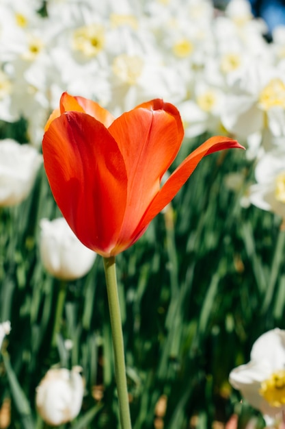 庭に咲く色とりどりのチューリップの花