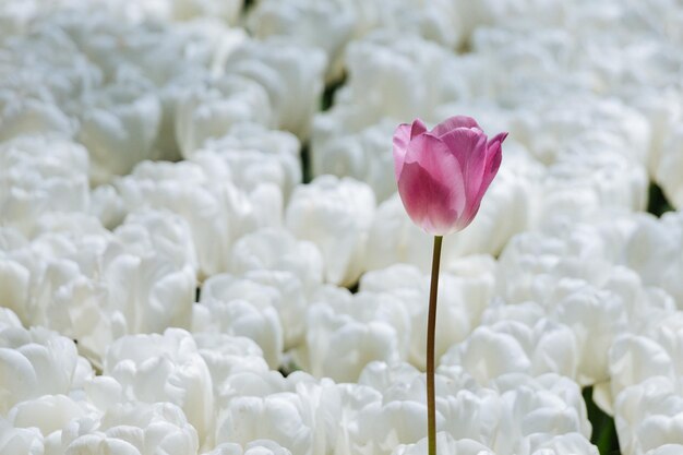 庭に咲く色とりどりのチューリップの花