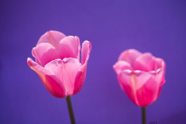 Colorful tulip flower bloom with a colorful background