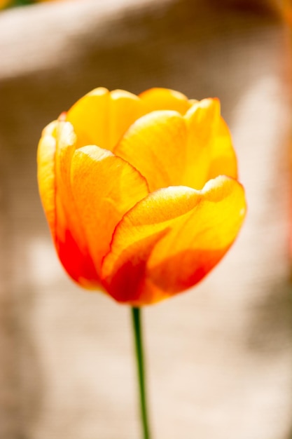 カラフルな背景に色とりどりのチューリップの花が咲く