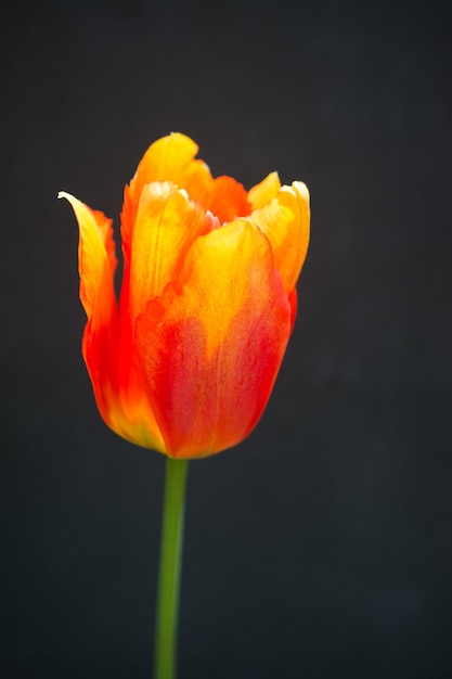 カラフルな背景に色とりどりのチューリップの花が咲く