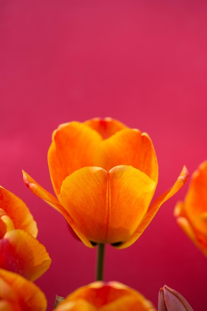 カラフルな背景でカラフルなチューリップの花がいています