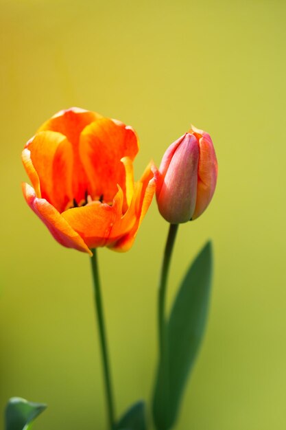 Красочный цветок тюльпана цветет на красочном фоне