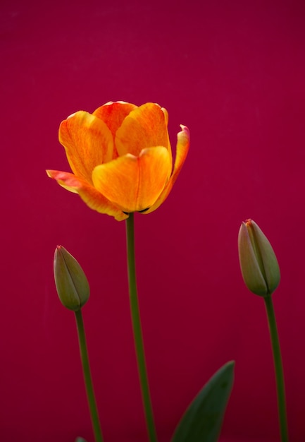 カラフルな背景に色とりどりのチューリップの花が咲く