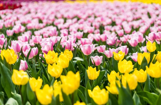 カラフルなチューリップの花畑