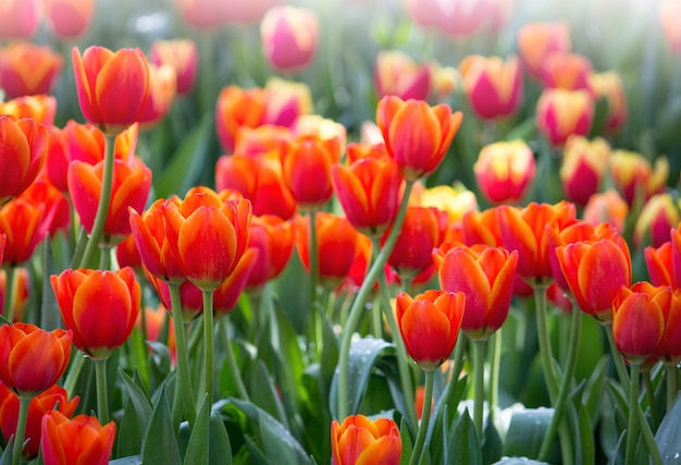 庭に咲くカラフルなチューリップの花畑