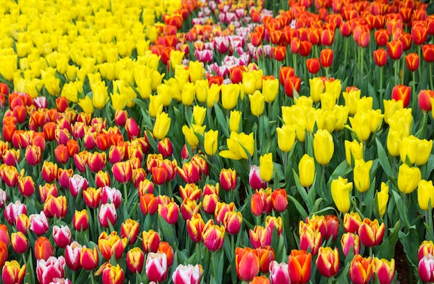 庭に咲くカラフルなチューリップの花畑