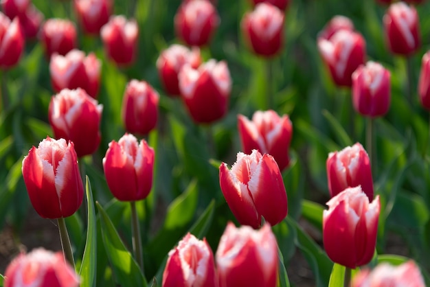 春の朝の色とりどりのチューリップの花畑