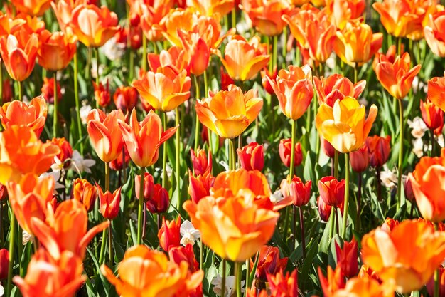 Colorful tulip flower garden background in summer flower bed with beautiful orange tulips gardening and beautiful landscape selective focus