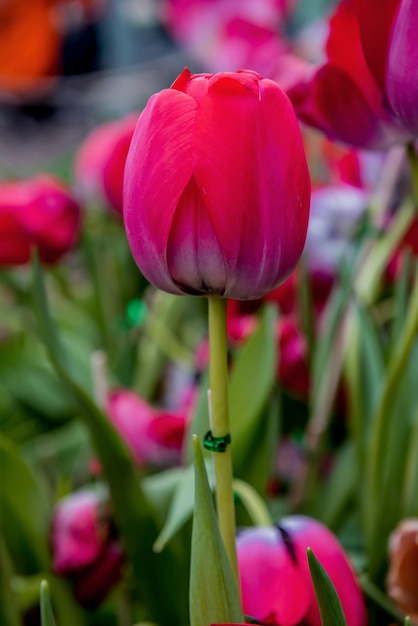 庭の色とりどりのチューリップの花