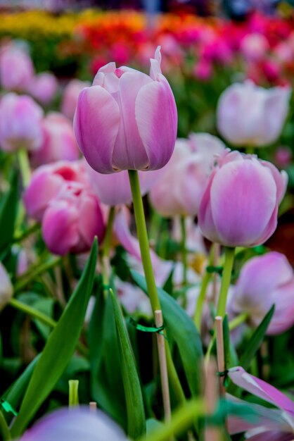 庭の色とりどりのチューリップの花