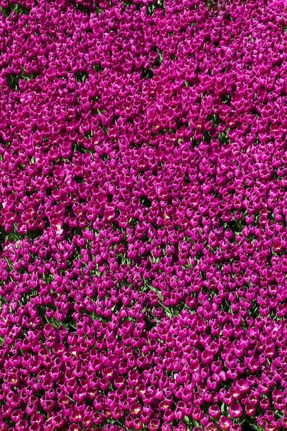 庭の背景としてカラフルなチューリップの花