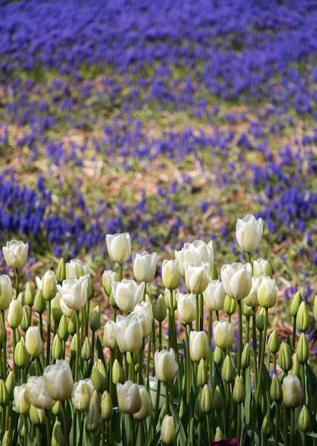 庭の背景としてカラフルなチューリップの花