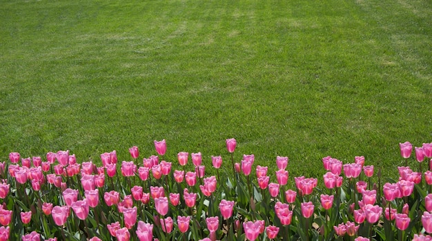 庭の背景としてカラフルなチューリップの花