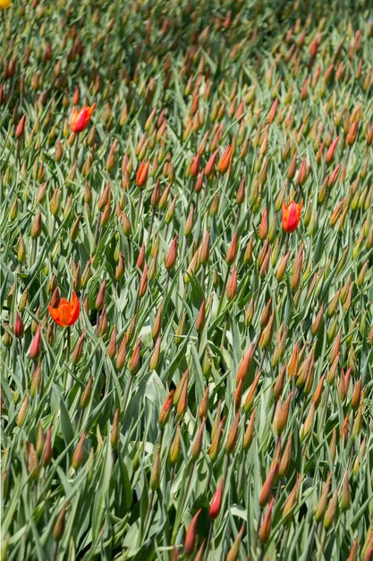 Colorful tulip flowers as a background