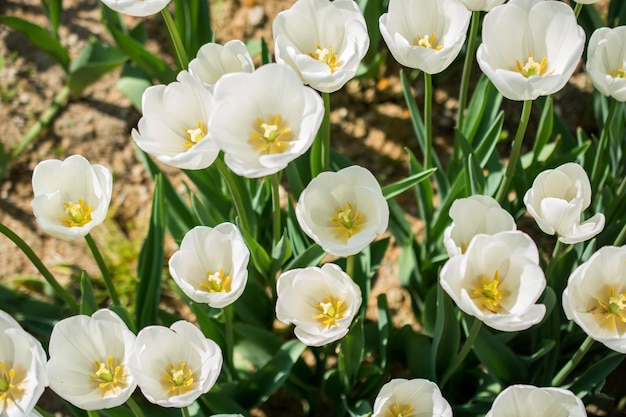 色とりどりのチューリップの花を背景に