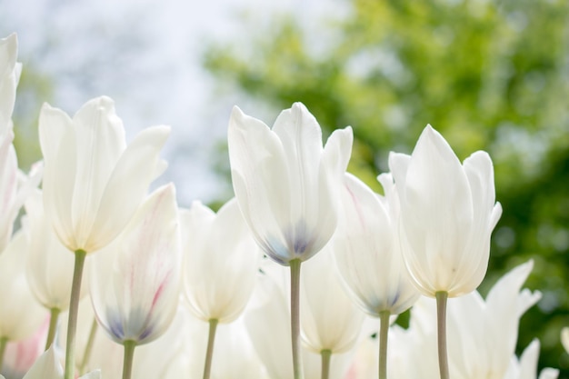 Colorful tulip flowers bloom in the garden