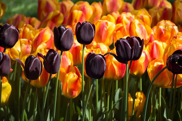 Colorful tulip flowers bloom in the garden