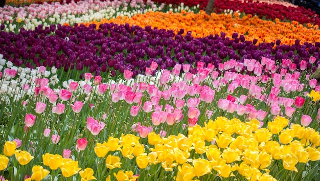 Colorful tulip flowers bloom in the garden