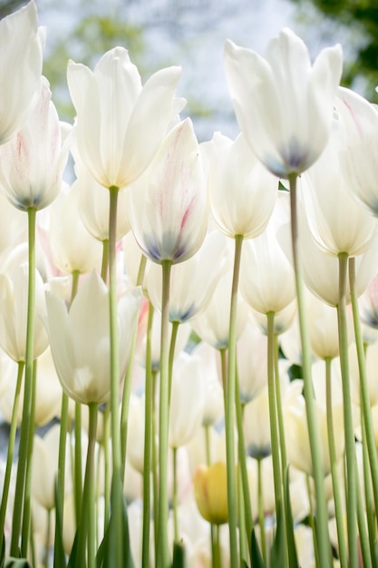 Colorful tulip flowers bloom in the garden