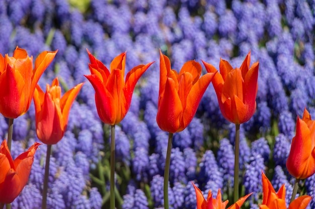 Colorful tulip flowers bloom in the garden