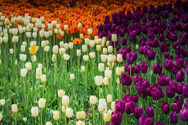 Colorful tulip flowers bloom in the garden