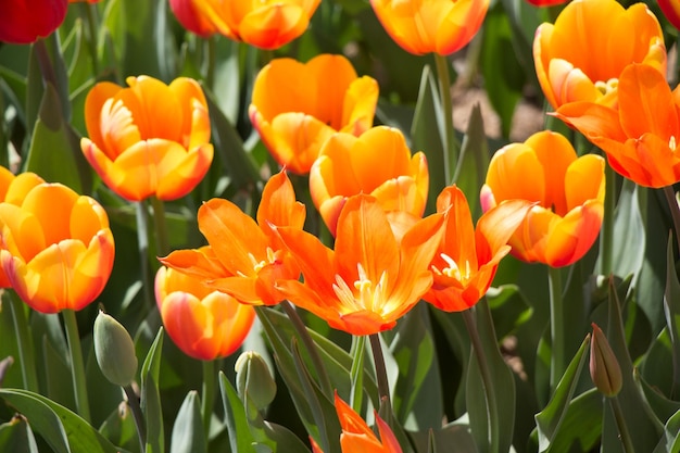 Colorful tulip flowers bloom in the garden