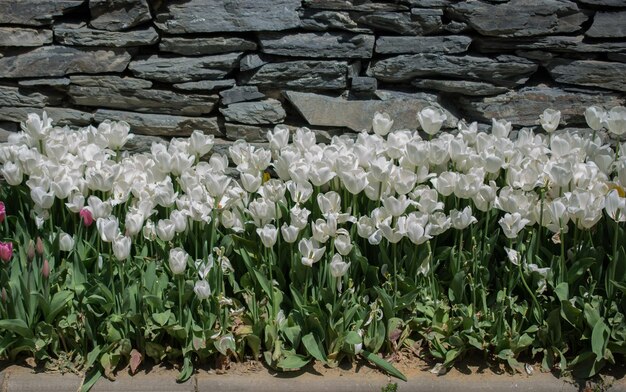 庭に咲く色とりどりのチューリップの花